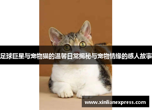 足球巨星与宠物猫的温馨日常揭秘与宠物情缘的感人故事